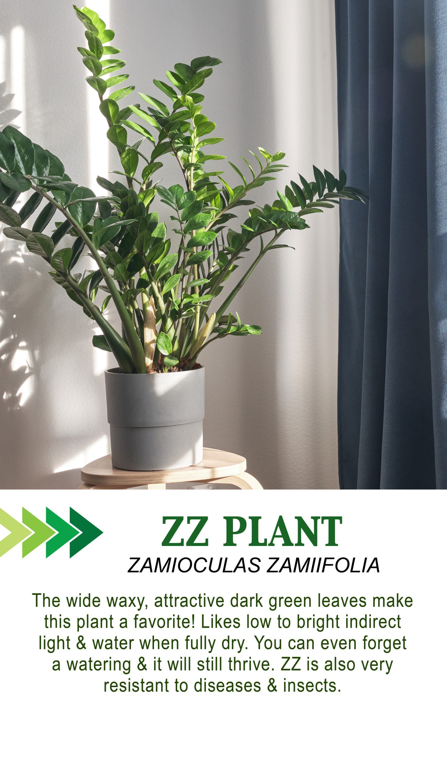 Low Maintenance Houseplants!