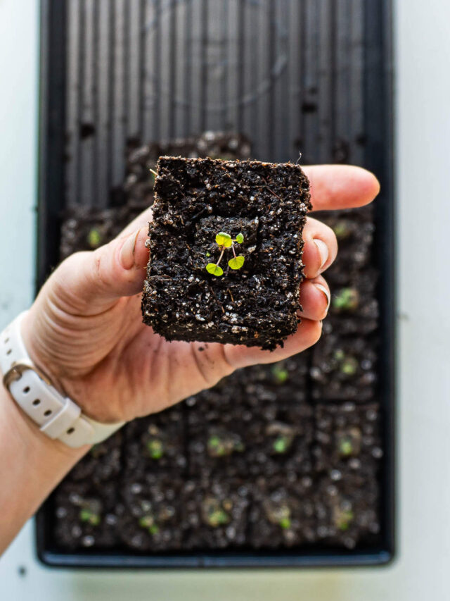 Soil Blocking An Easier Way To Start Seeds Boreal Bloom Homestead
