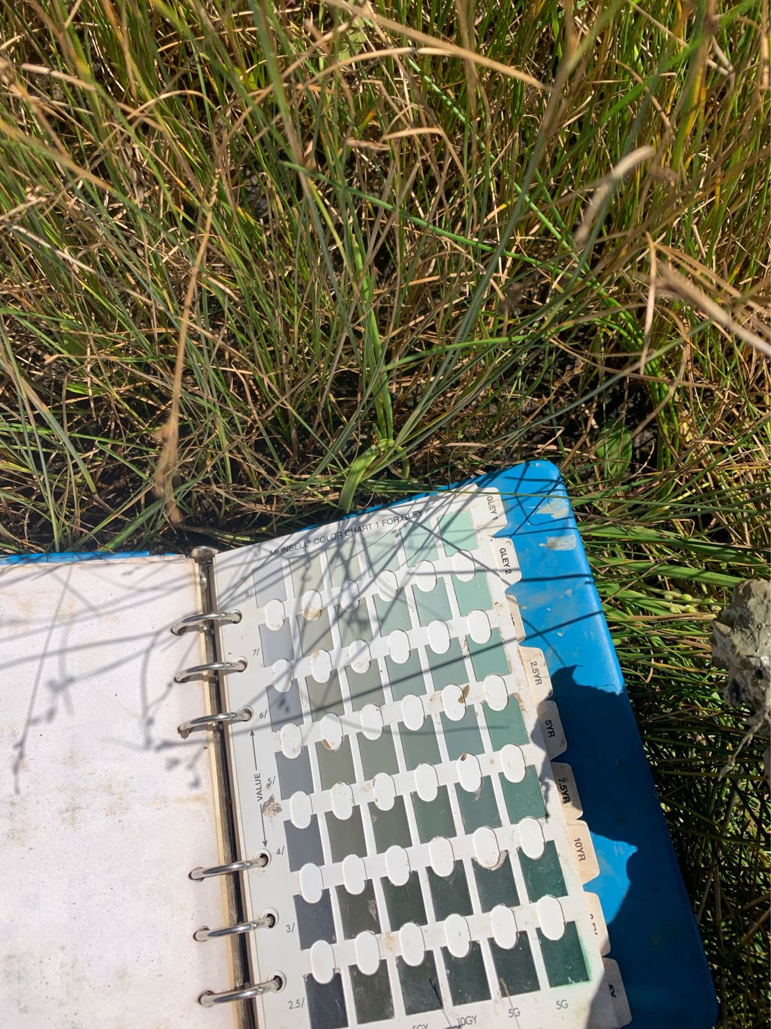 Grey Soil Boreal Environmental