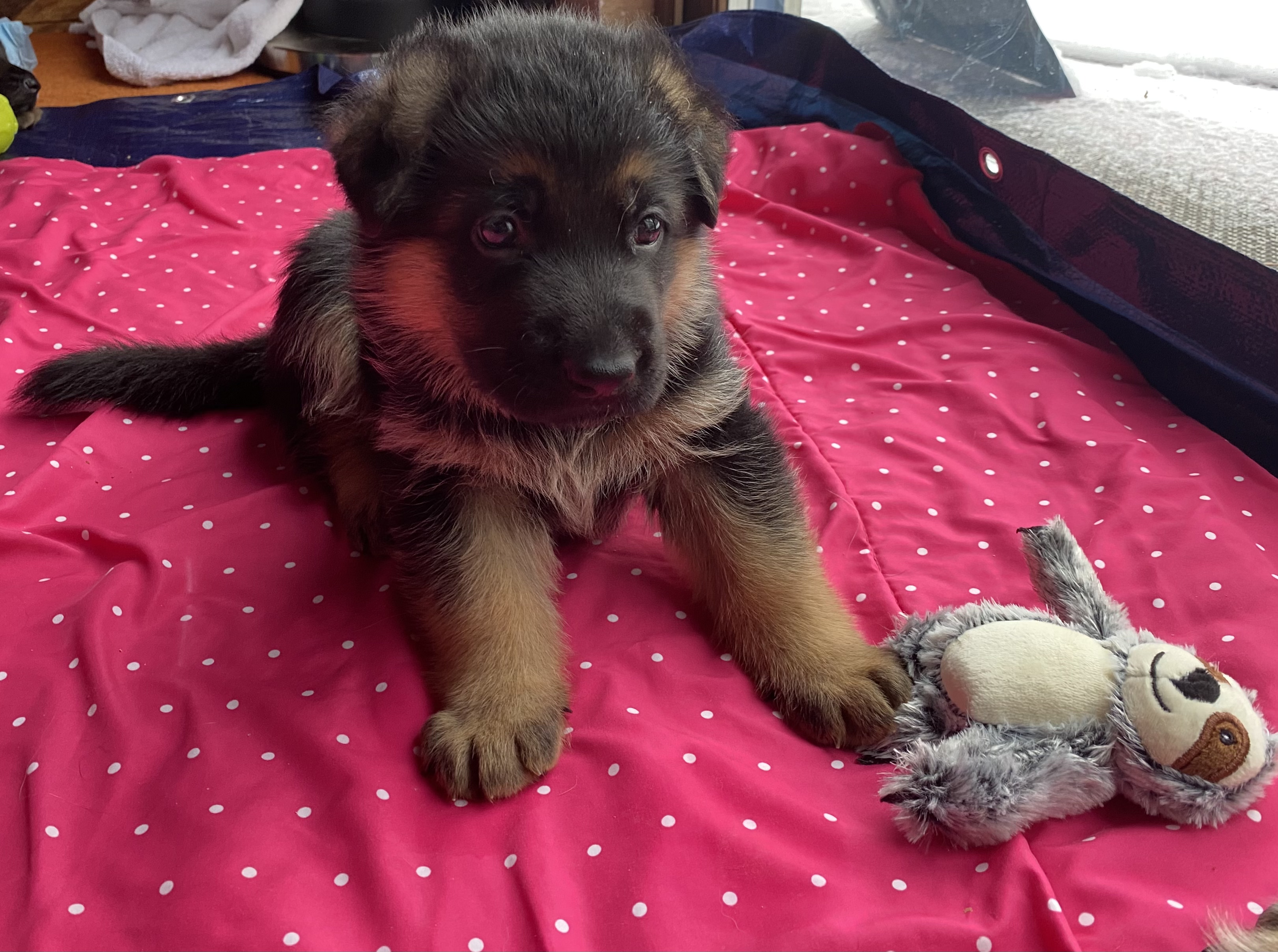 Puppies Borealis German Shepherds