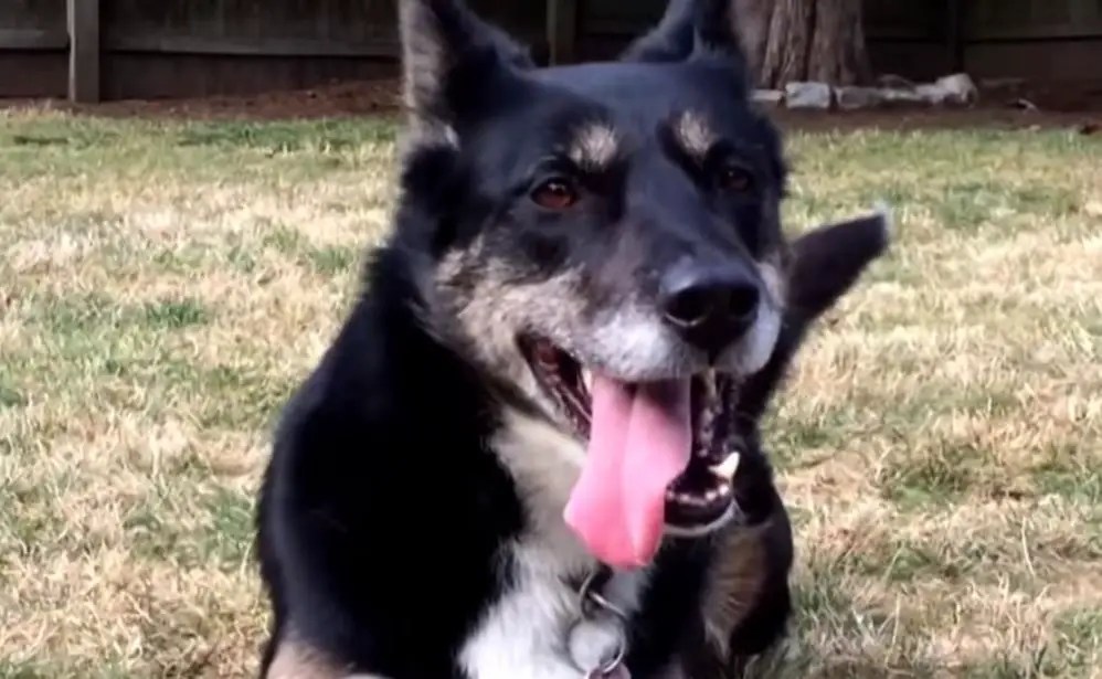 Cop gives 'unadoptable' dog second chance 4 years later, she leads