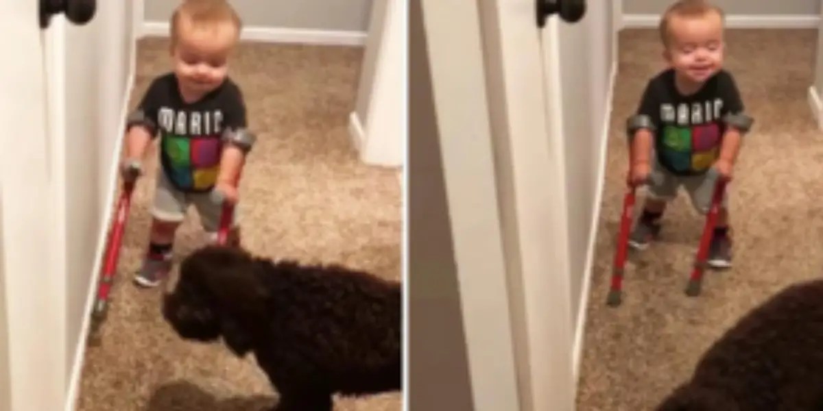 Proud Little Boy Shows Off His New Crutches To Family Dog It’s The