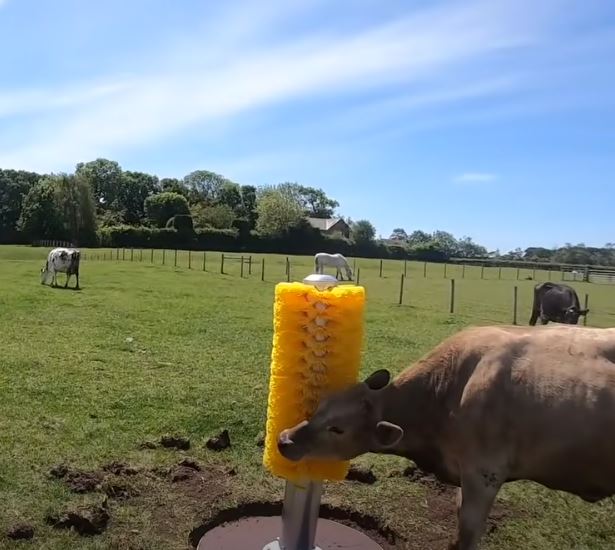 Cows go bonkers over a huge bristle brush installed just for them