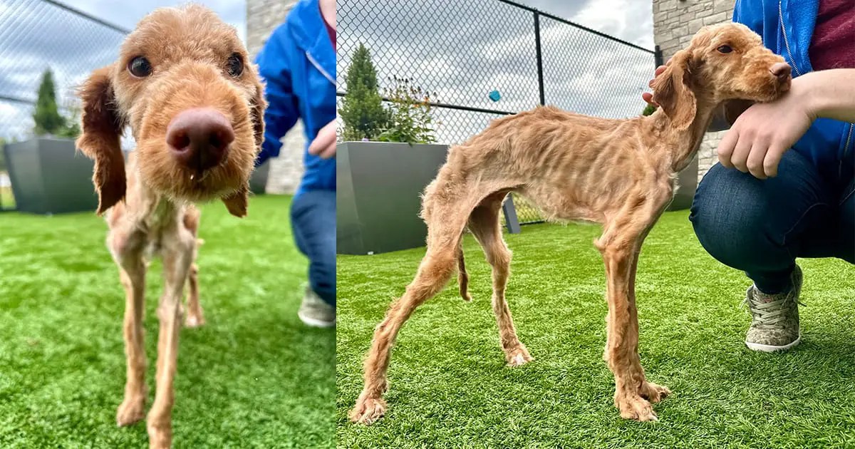 Neglected dog arrives at shelter nearly starved to death — now he’s