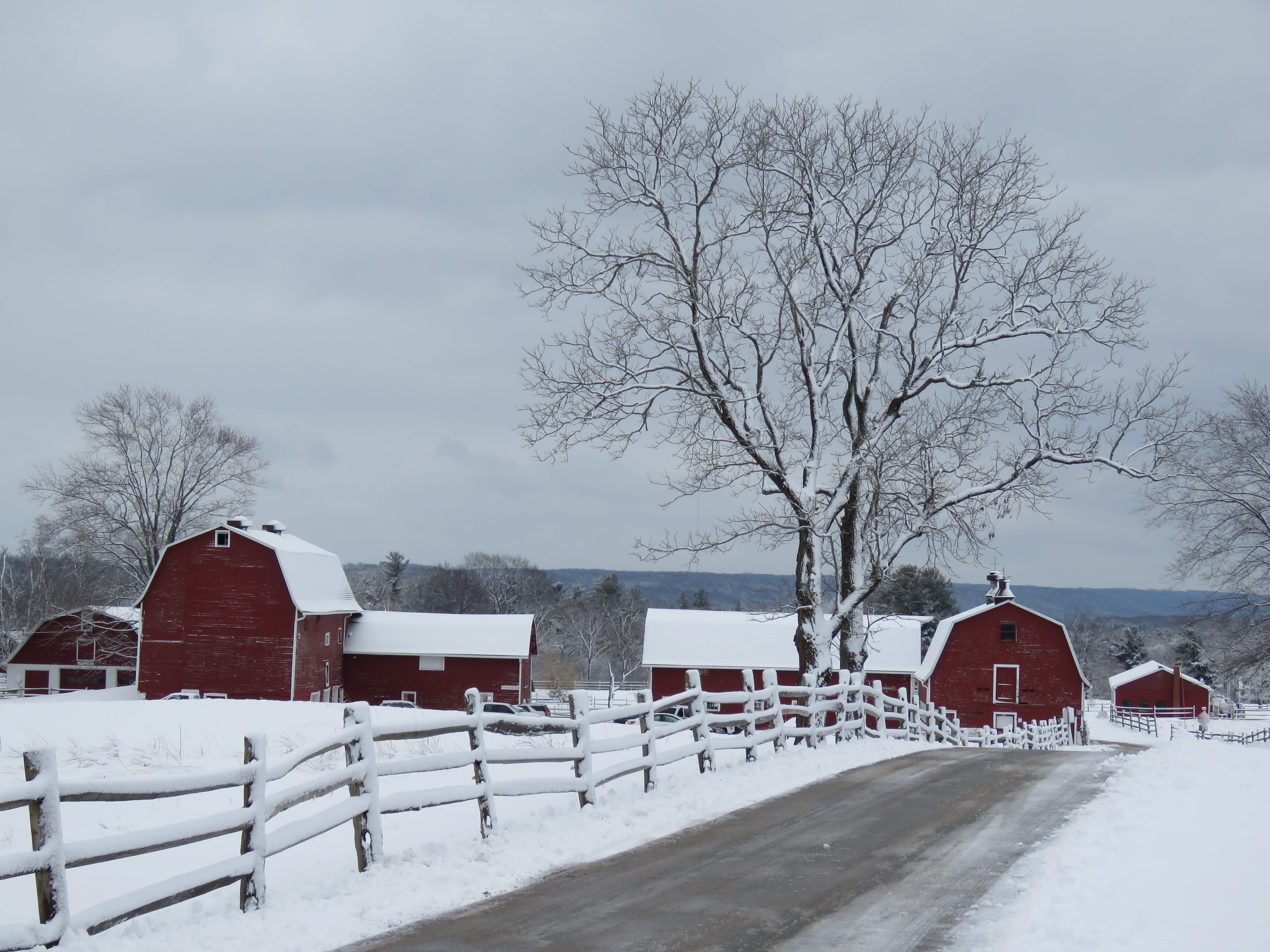 Tree ID Hike at Knox Farm State Park February 4, 2020 East Aurora