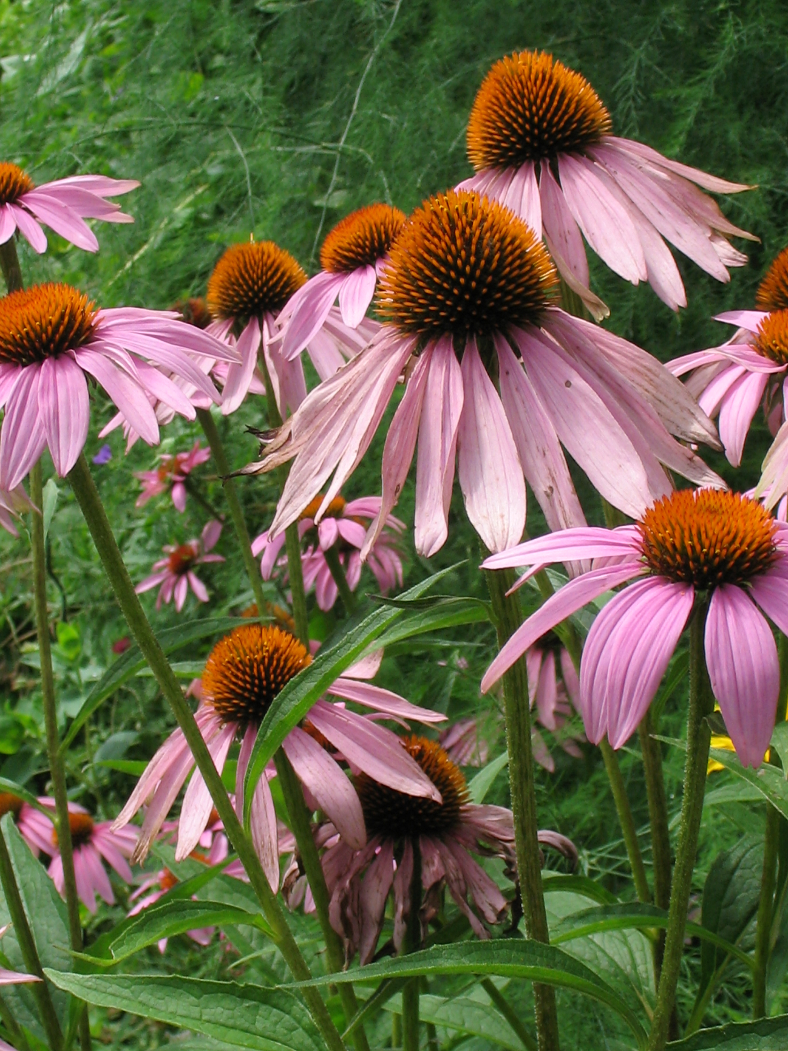 North Tonawanda Garden Walk July 11, 2020 North Tonawanda, NY