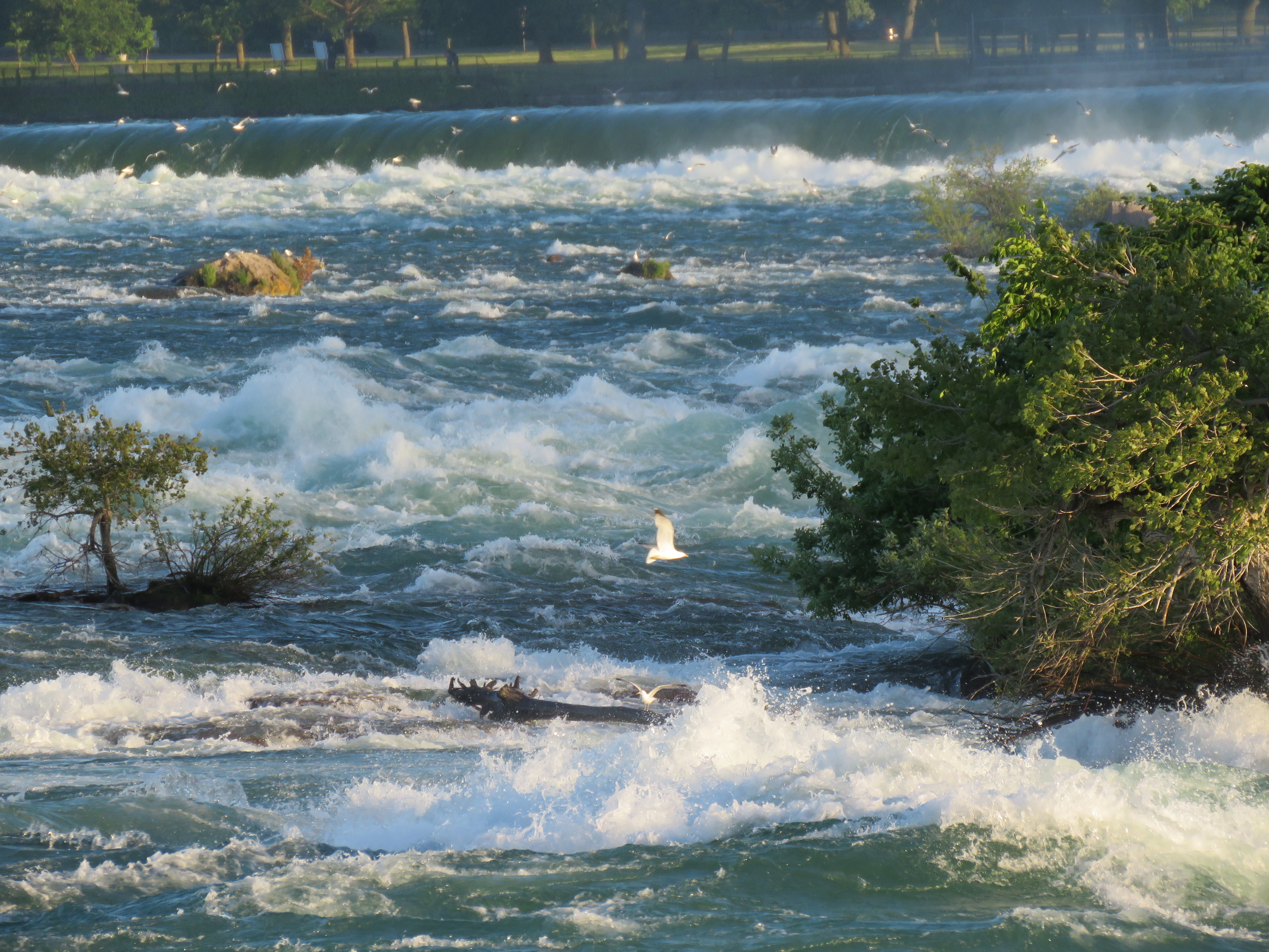 Walk at Goat Island at Niagara Falls State Park with NY State Parks