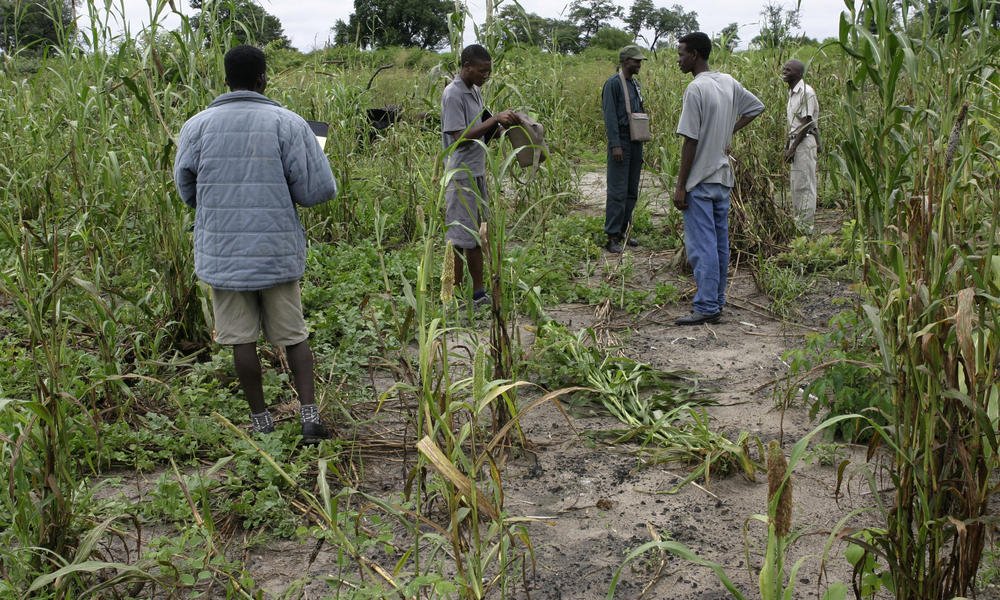 Sustainable Agriculture in Namibia Needs Improvement