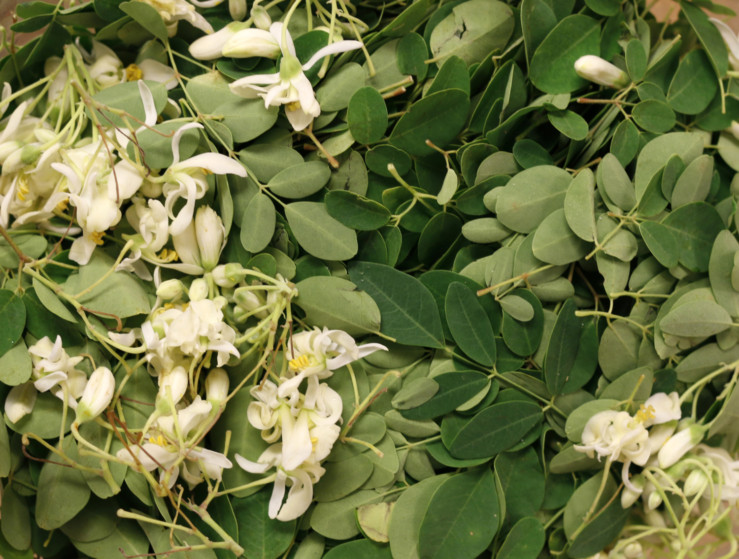 Moringa The Miracle Tree