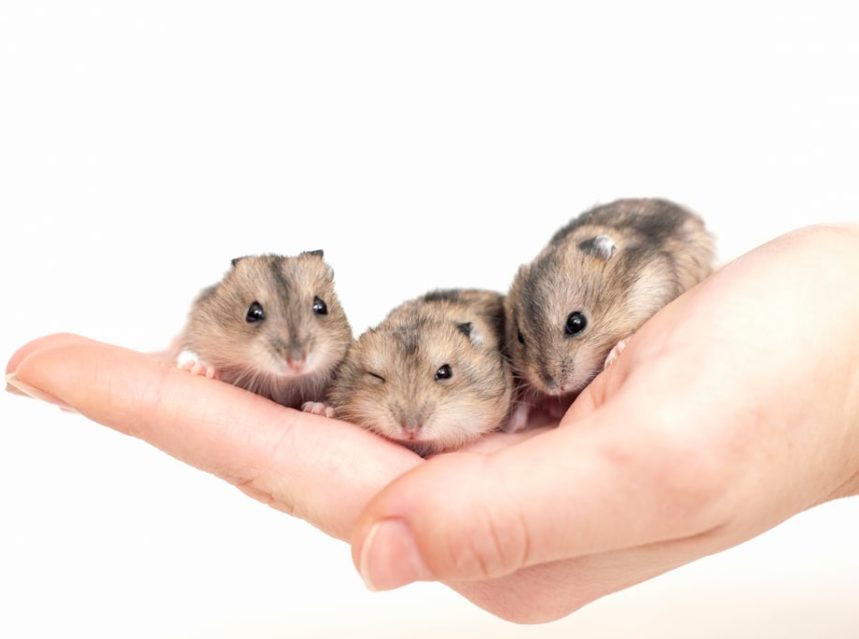 Good Pets For Kids (Including Toddlers!) BornCute