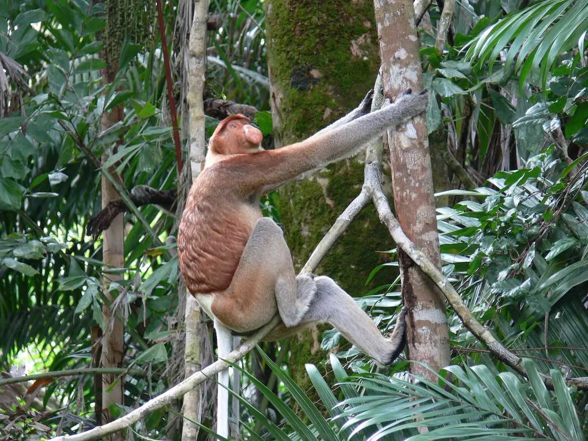 Bako National Park the best place in Sarawak for