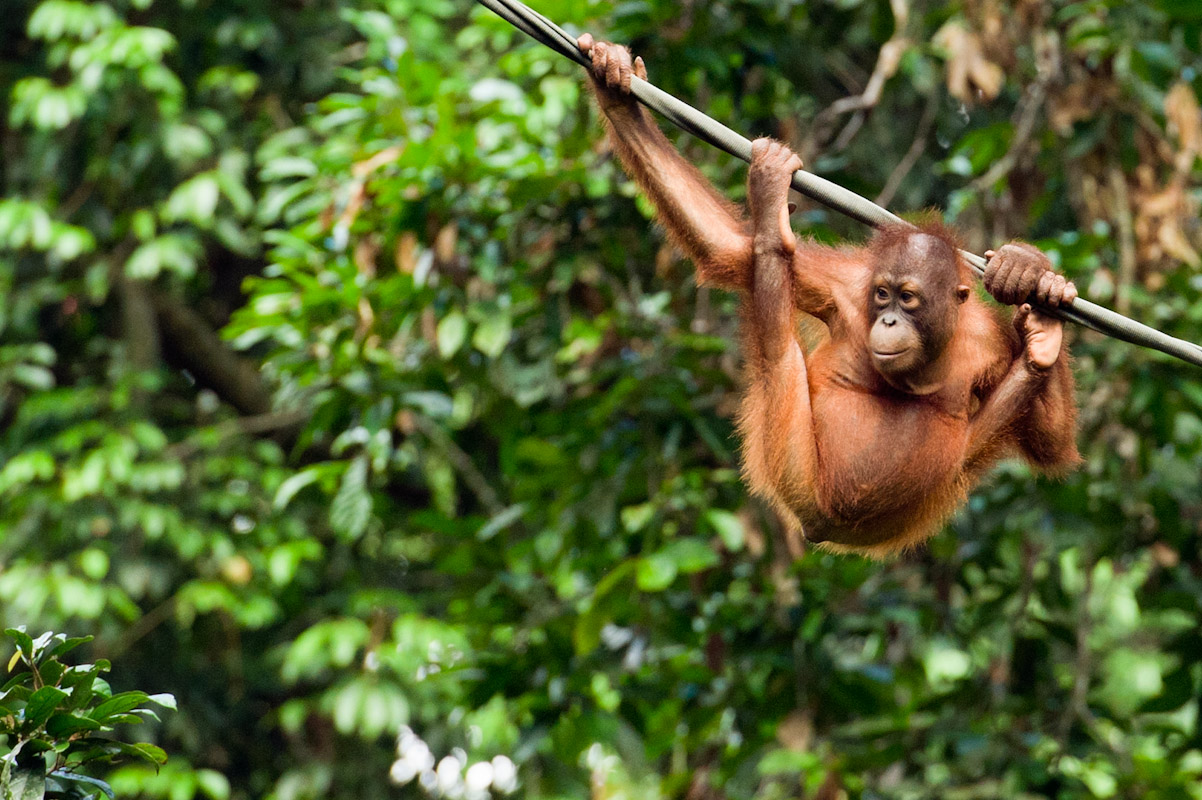 Orangutans Fight for Survival as Thirst for Palm Oil Devastates Rainforests The Borneo Project