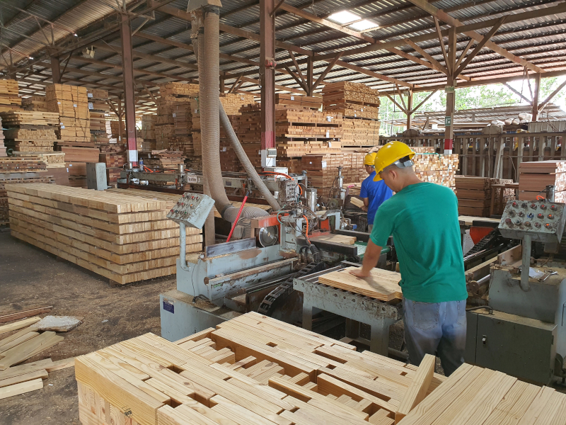 Photo Gallery Borneo TS Wood