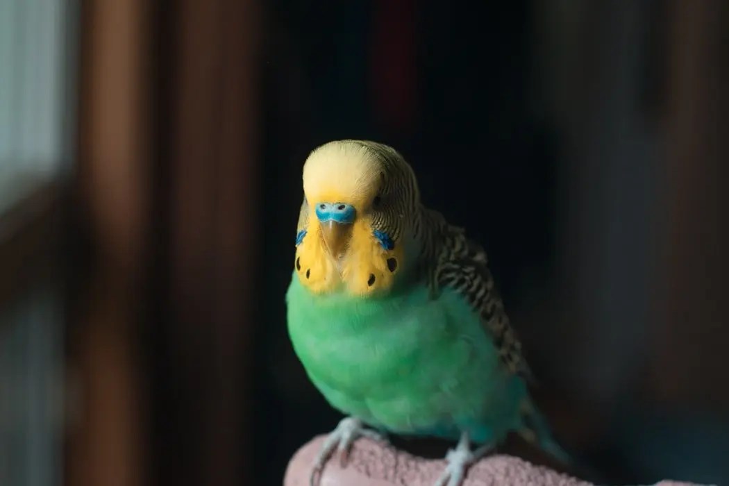 How To Train A Parakeet To Trust You Born For Pets