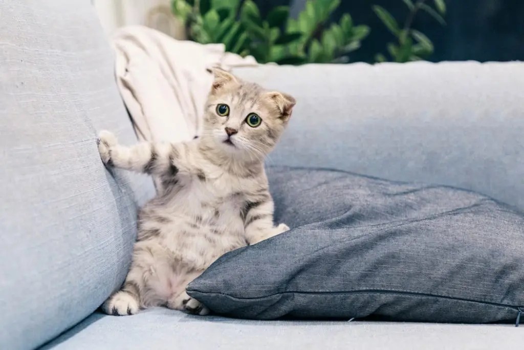 How To Help Your Cat With Hairballs Born For Pets