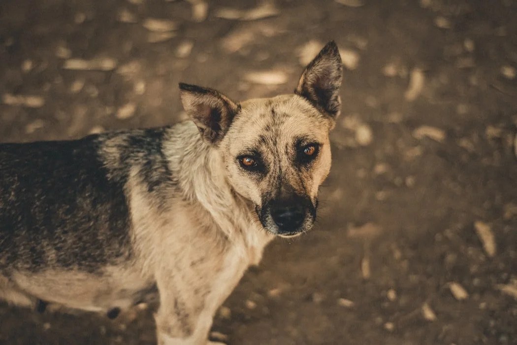 Best Undercoat Rake for German Shepherd Born For Pets