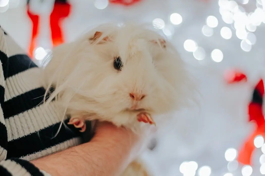 Are Hamster Balls Good For Hamsters? Born For Pets