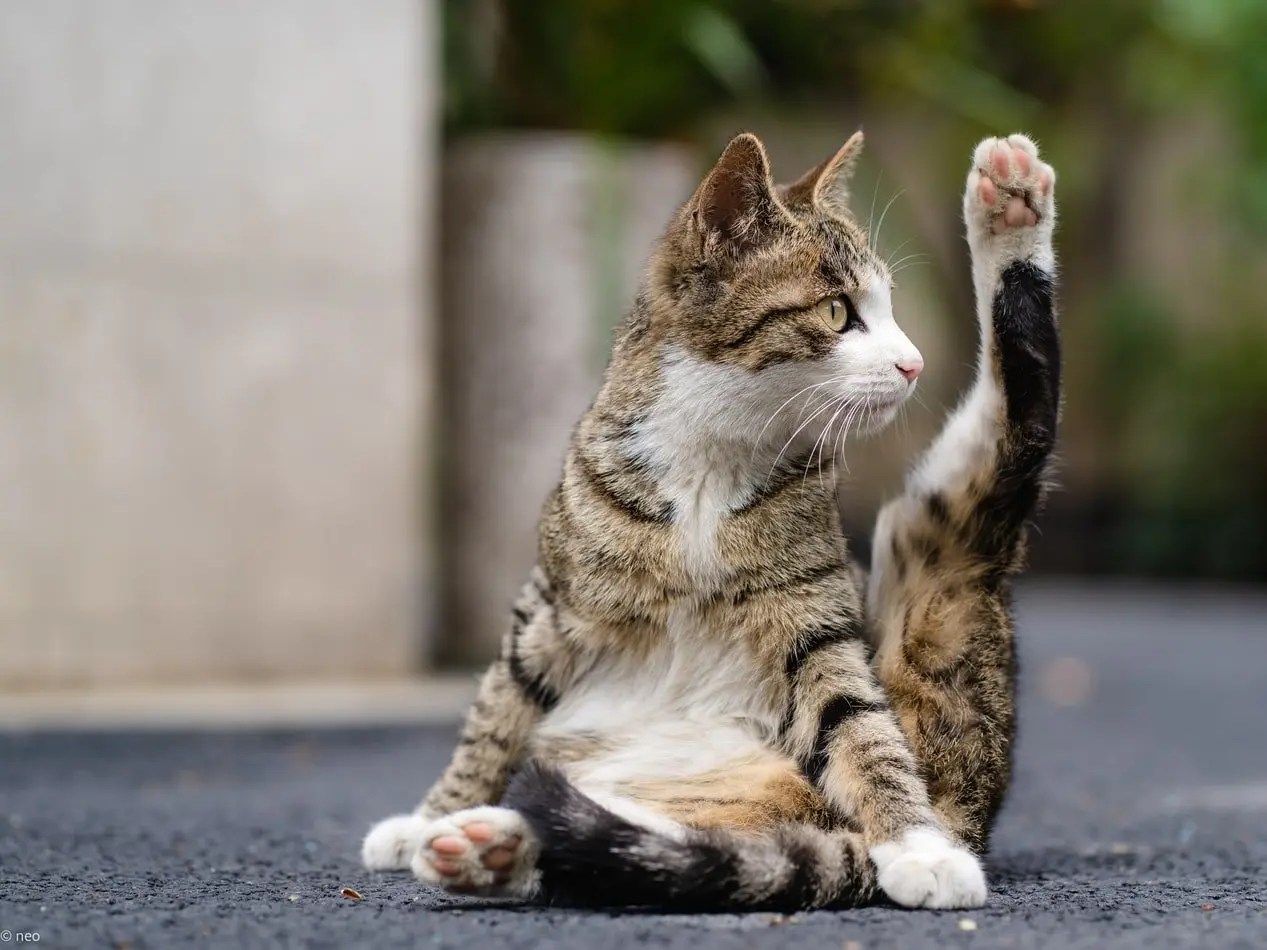 Why Is My Cat Walking In Circles Around Me? Born For Pets