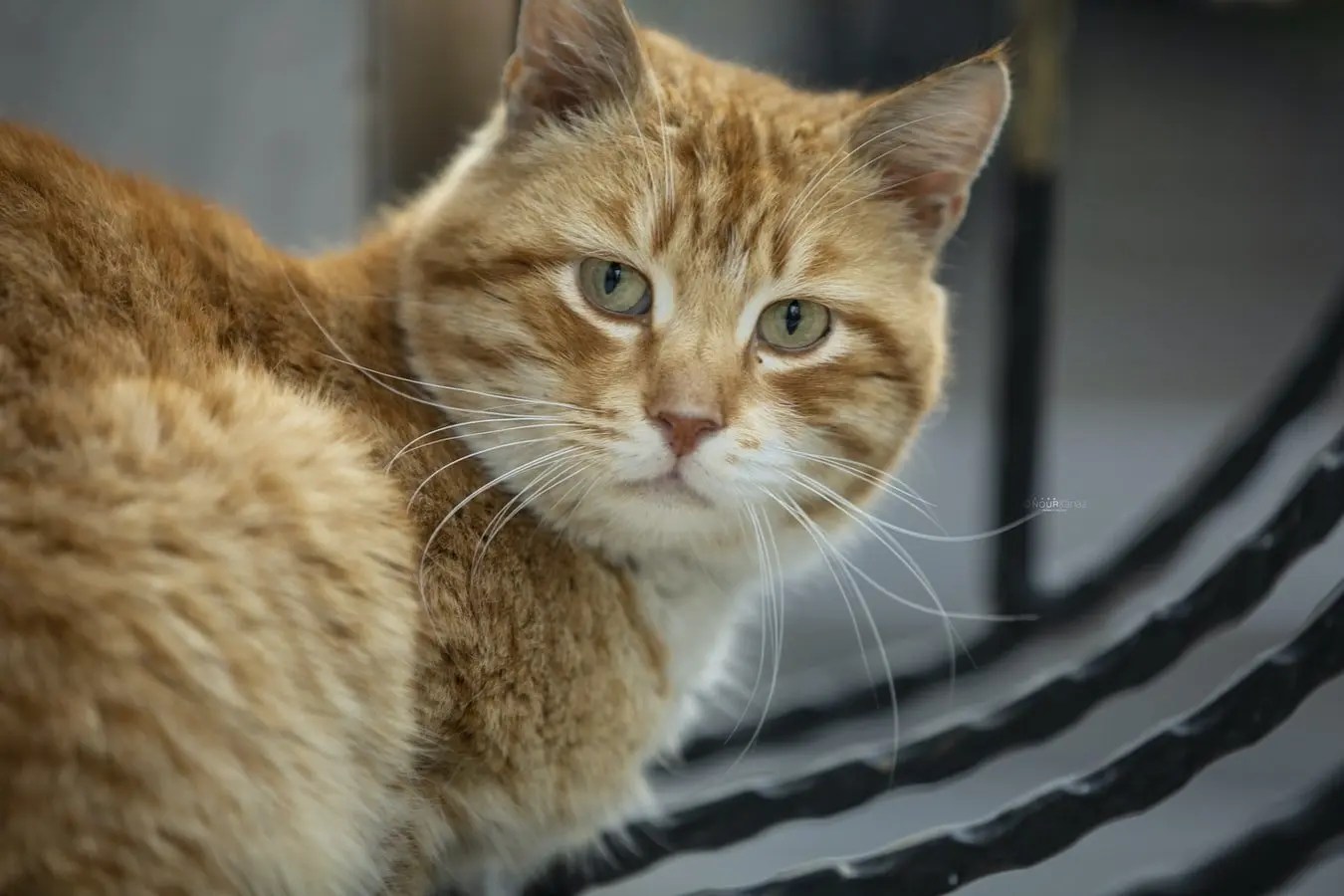 Can Cats Jump Over Baby Gates? (And Which Pet Gate Works