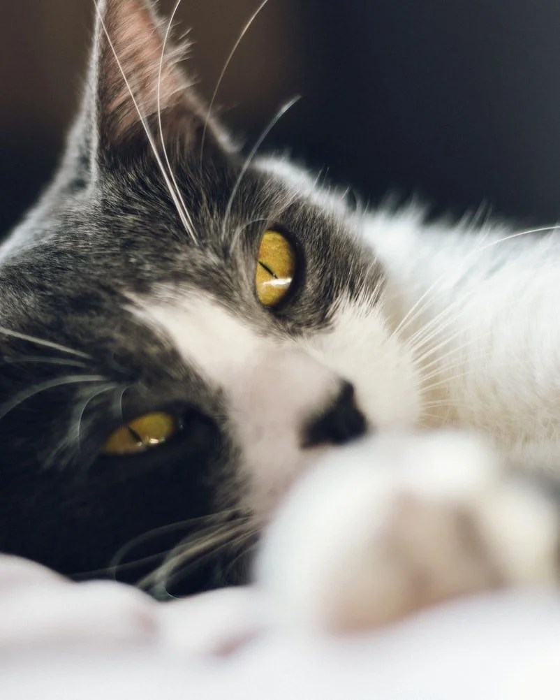 Best Air Freshener for Cat Urine (And Which One to Buy!) Born For Pets