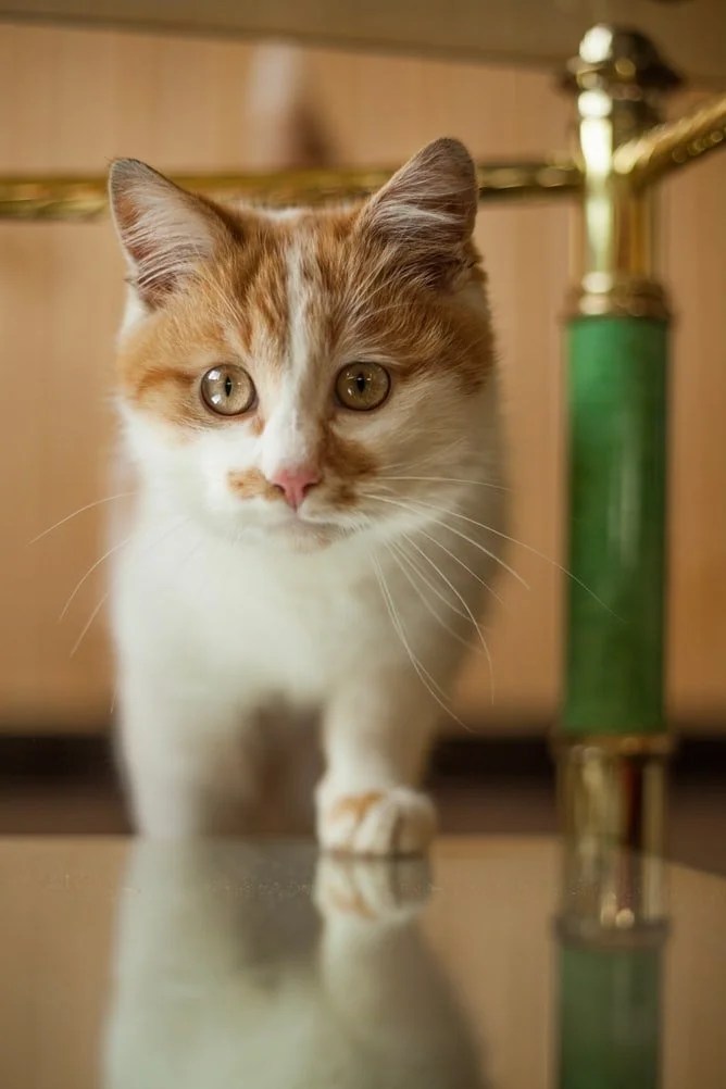 Best Air Freshener for Cat Urine (And Which One to Buy!) Born For Pets