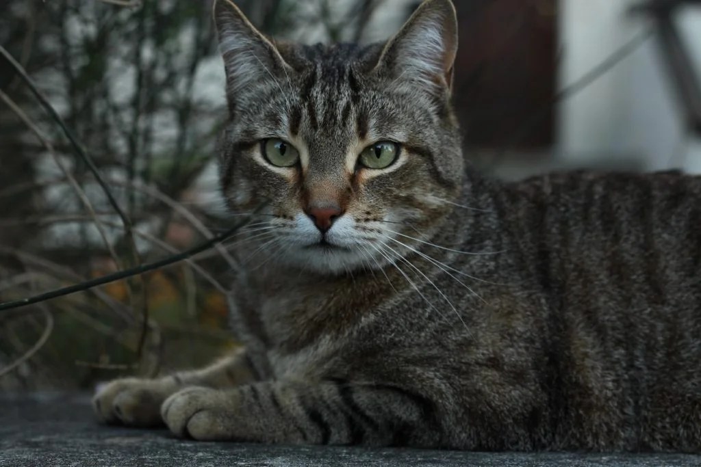 Best Air Freshener for Cat Urine (And Which One to Buy!) Born For Pets