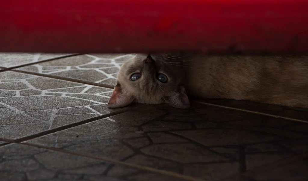 Best Air Freshener for Cat Urine (And Which One to Buy!) Born For Pets