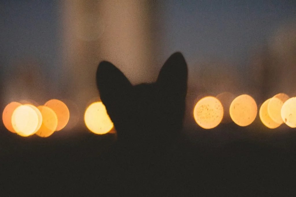 How To Get A Cat To Come Home At Night (And Which Solution Works Best