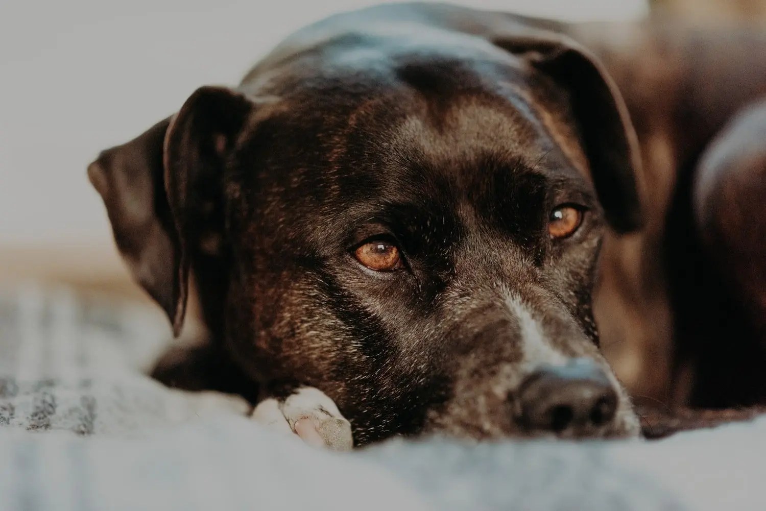 Why Does My Dog Run Away From Me? Born For Pets