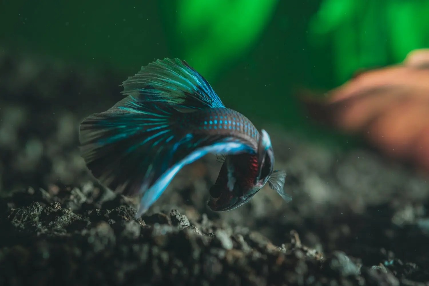 Why Isn't My Betta Fish Eating? Born For Pets