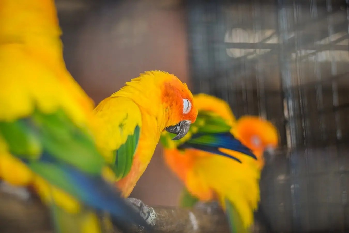 Why Is My Conure Biting Me All Of A Sudden? Born For Pets