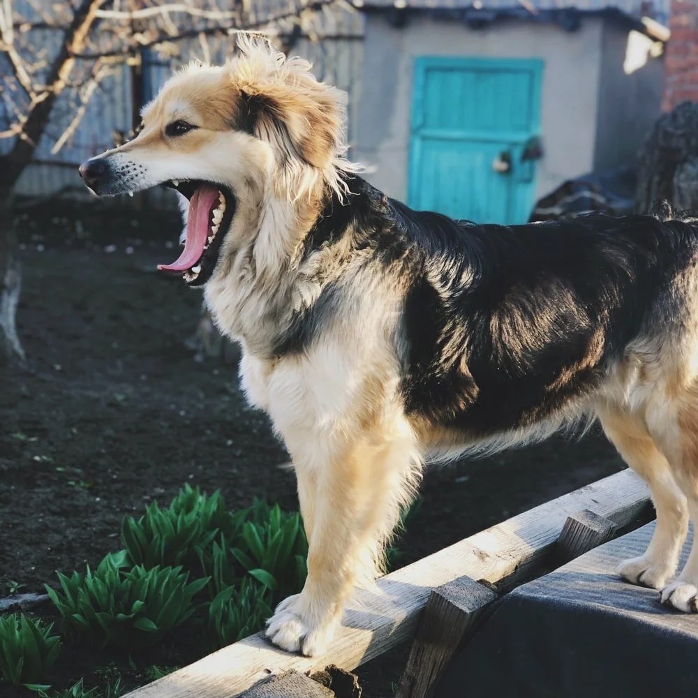 How Much Blood Is Normal For A Dog In Heat? (And Which Treatment is