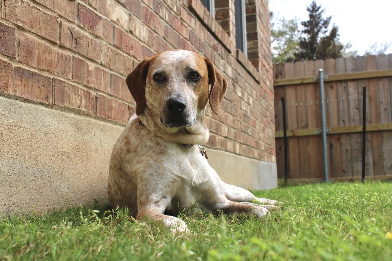How To Keep A Dog Busy In A Crate Born For Pets