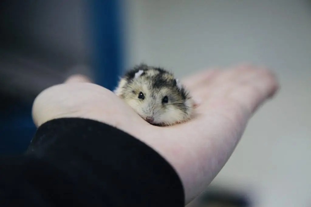 How To Make A Hamster Like You Born For Pets