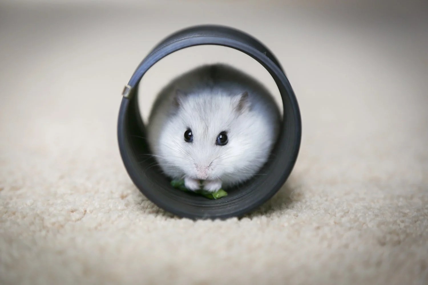 How To Make A Hamster Like You Born For Pets