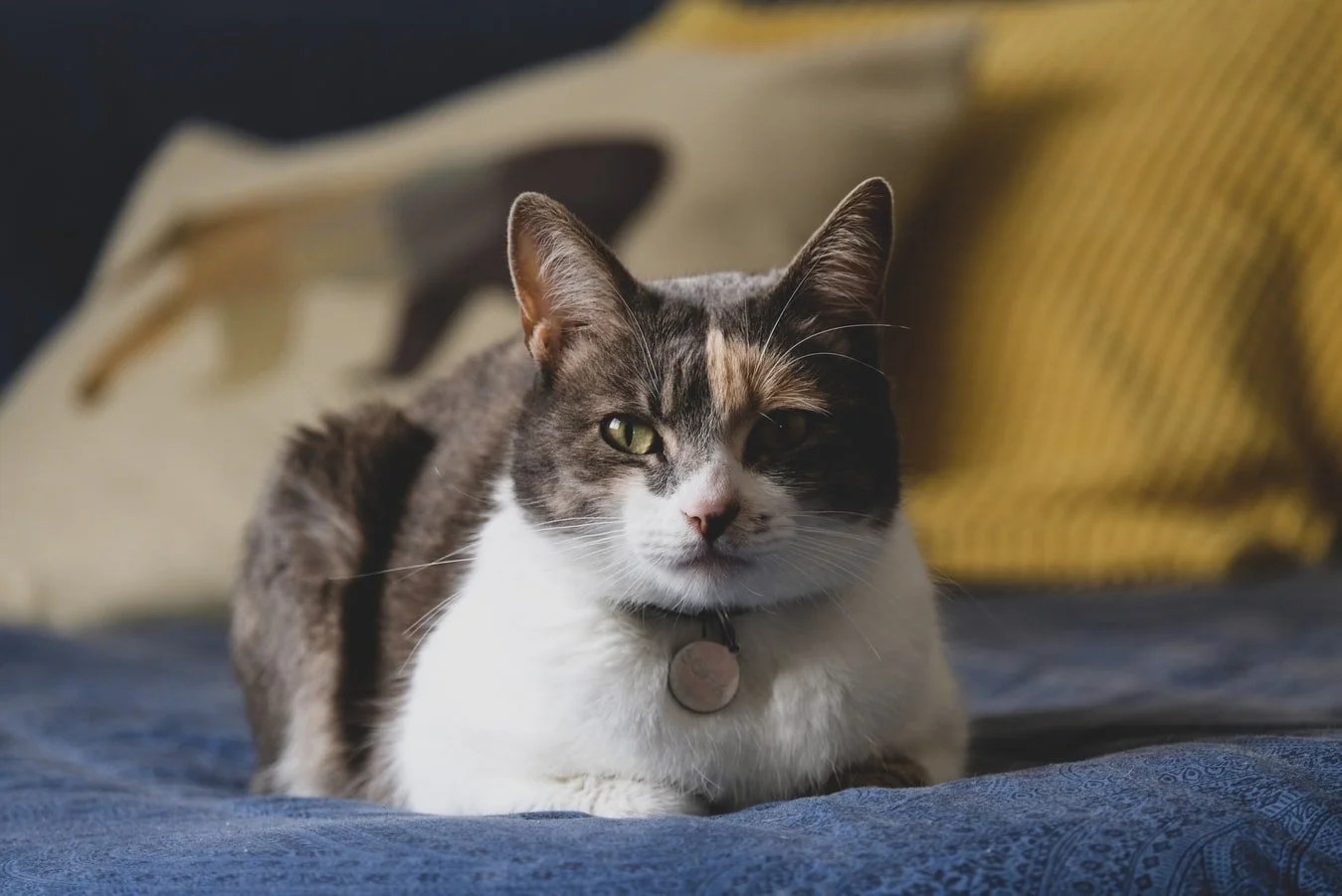 Reasons Why Adopted Cat Won't Come Out Of Hiding (And How To Help