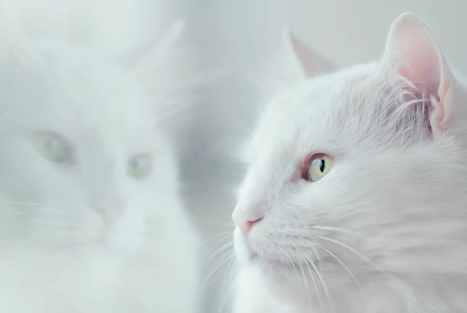 Why Does My Cat Drink My Bath Water? Born For Pets