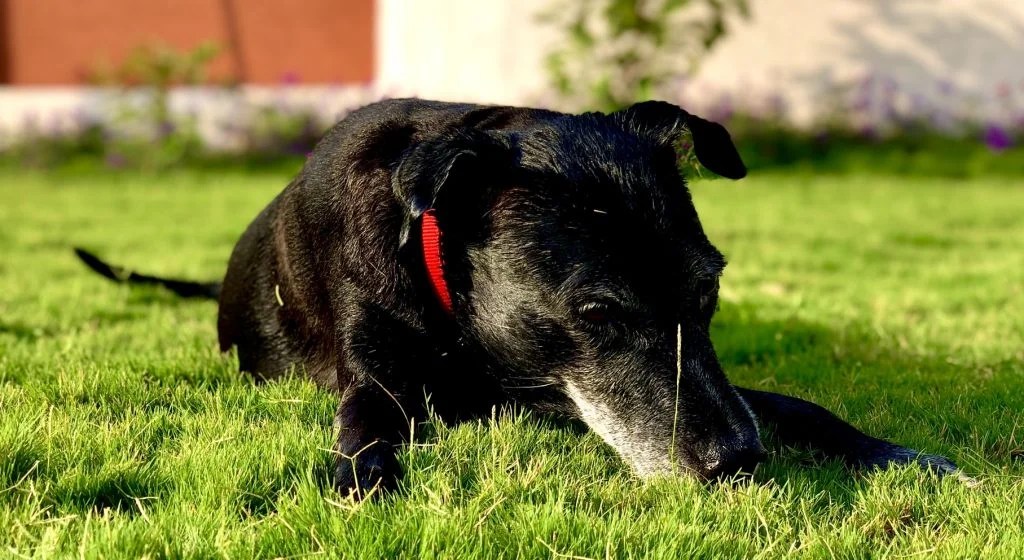 Why Is My Dog So Itchy All Of A Sudden? (And How To Fix It!) Born For