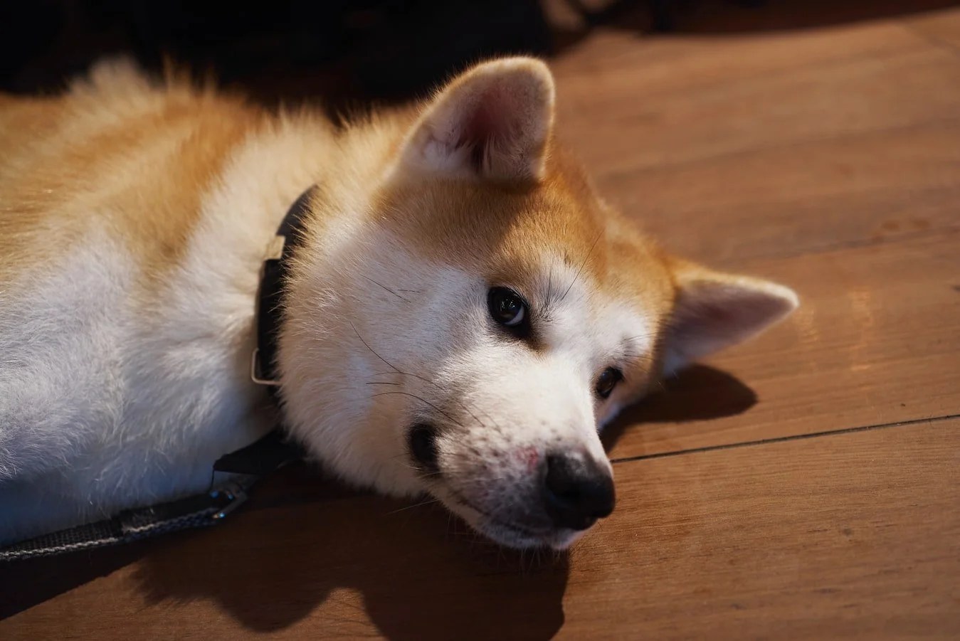 Tips For Raising A Husky In Hot Weather Born For Pets