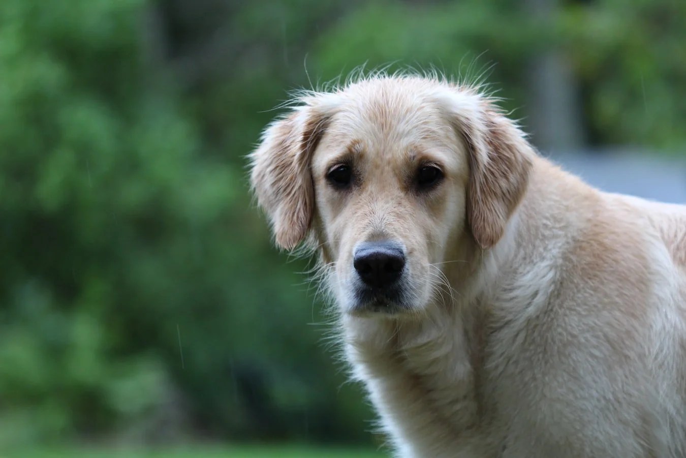 Why Is My Golden Retriever Losing Hair In Clumps? (And How To Fix It