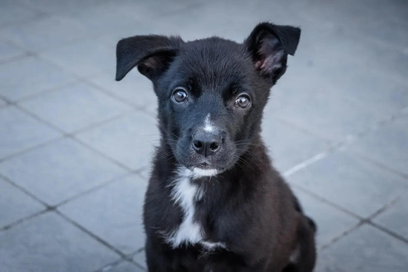 Reasons Why Giardia In Puppies Not Going Away (And How To Treat It