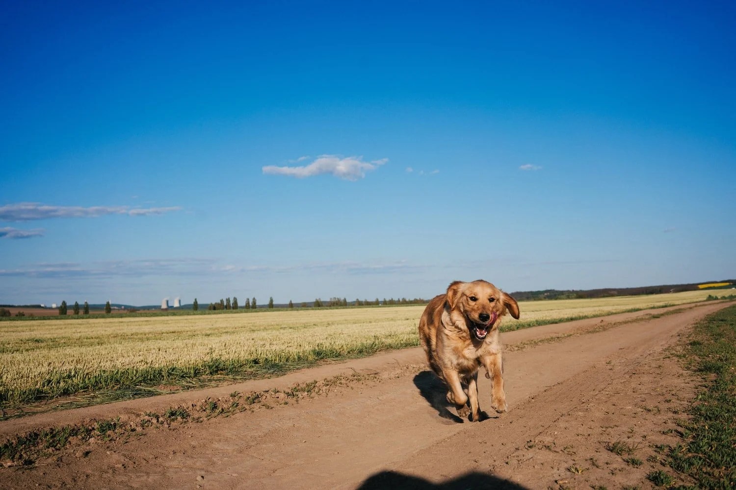 Best Omega 3 For Dog With Allergies Born For Pets