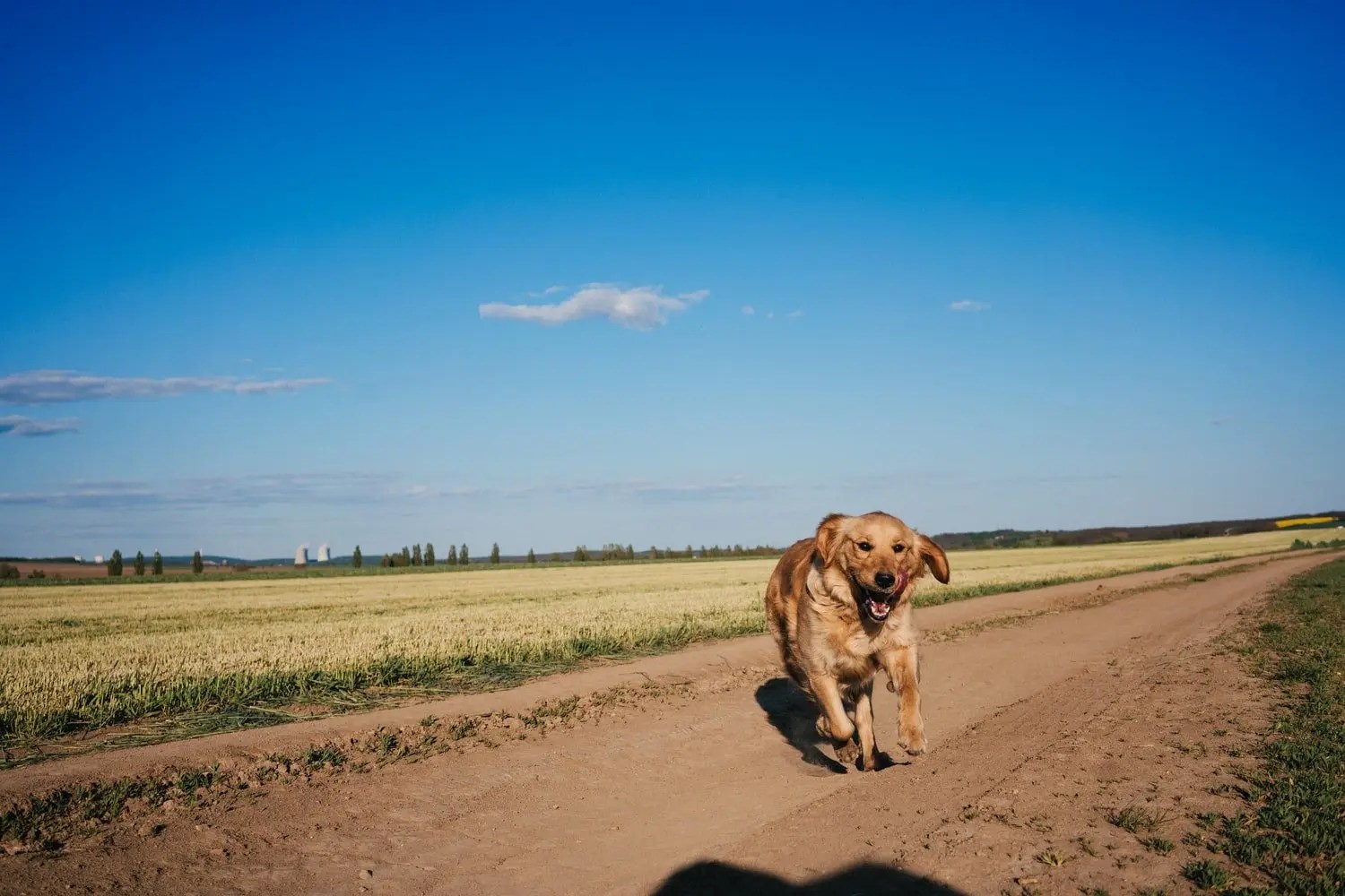 Best Omega 3 For Dog With Allergies Born For Pets