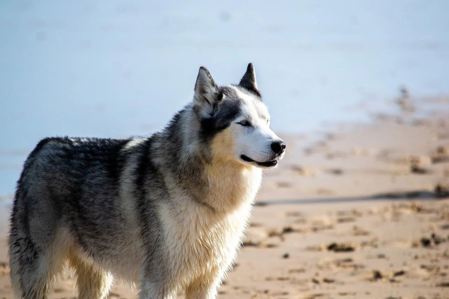 Tips For Raising A Husky In Hot Weather Born For Pets
