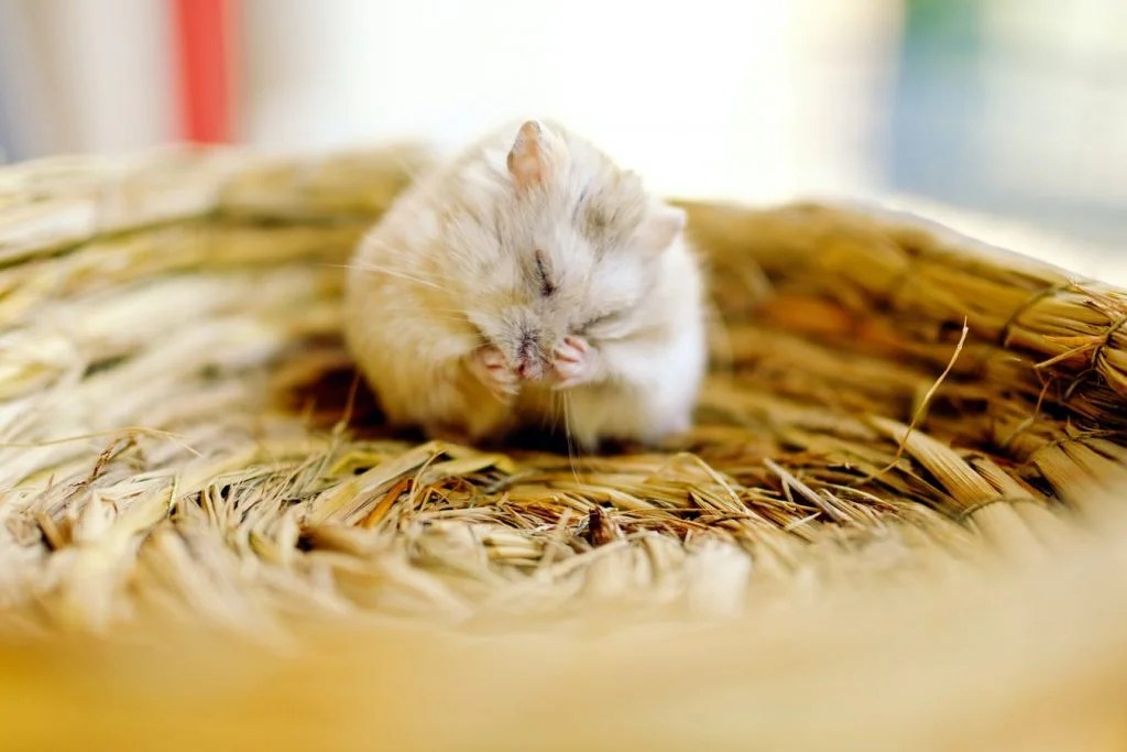 How Do Hamsters Escape From Their Cages? (And The Best Way To Stop Them