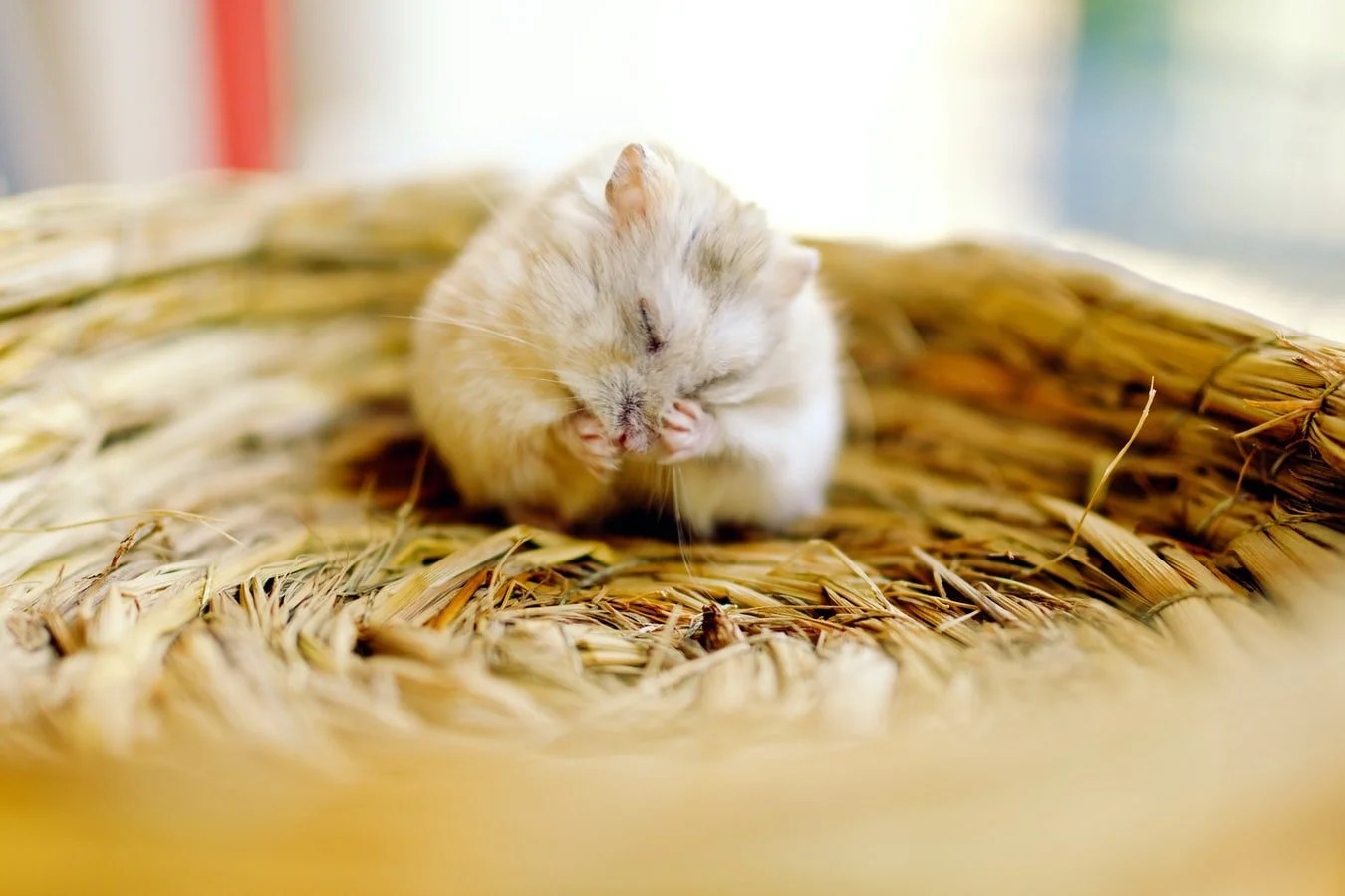 How Do Hamsters Escape From Their Cages? (And The Best Way To Stop Them