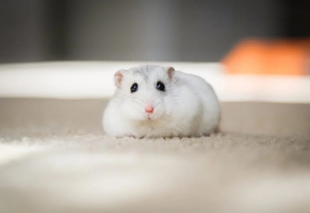 How To Move Hamster To New Cage? (And Which Cage is Best!) Born For Pets