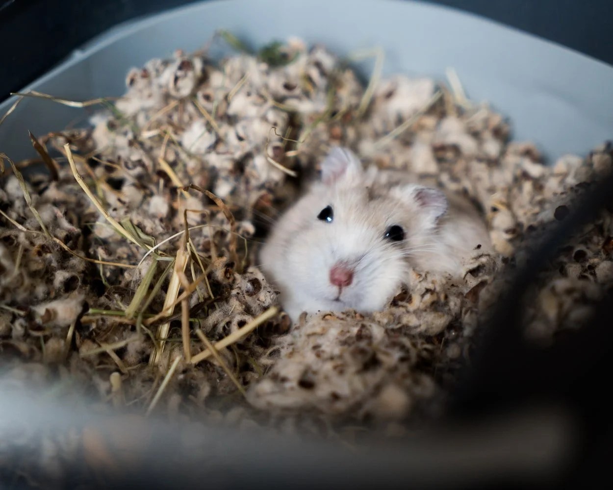 How Do Hamsters Escape From Their Cages? (And The Best Way To Stop Them