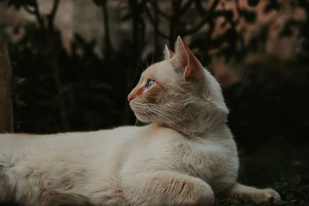 How To Keep Cats Cool In Summer Without AC Born For Pets