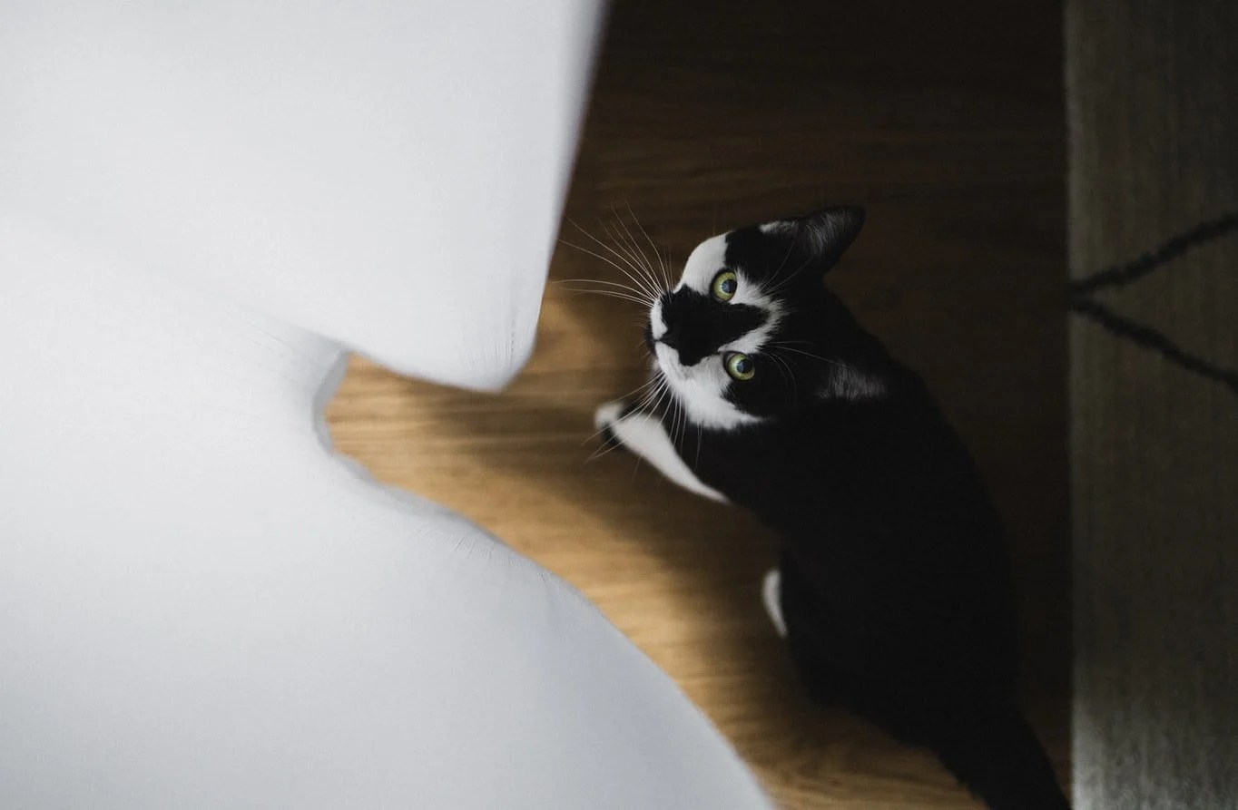 Reasons Why My Cat Is Afraid Of Everything (And How To Help!) Born For Pets